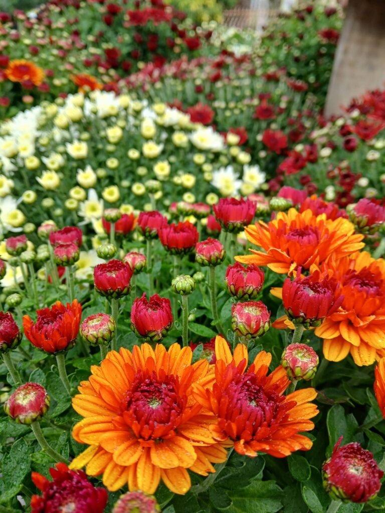 Massif de fleurs colorées à Marseille